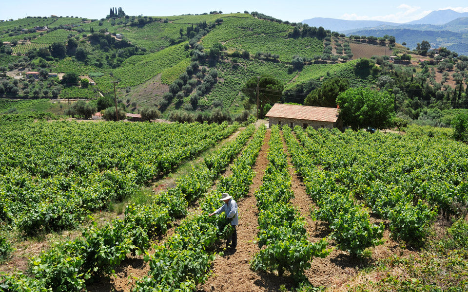 Fragou Winery - Attica, Greece