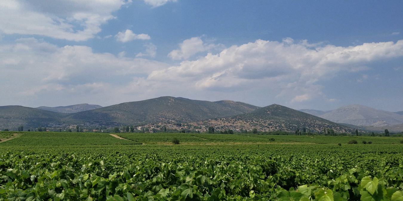 Bosinakis Winery - Mantinia, Greece