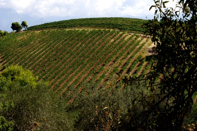 Avantis Winery - Evia, Greece
